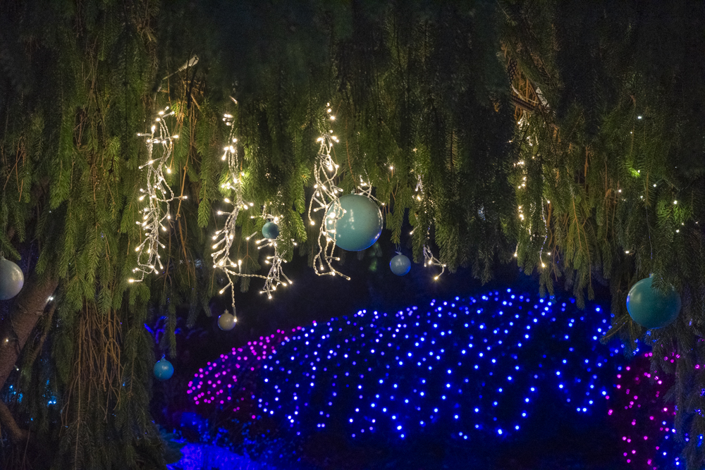 Frost – Cleveland Botanical Garden